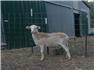 Purebred Katahdin Rams - March 23 for Sale