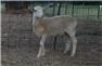 Purebred Katahdin Rams - March 23 for Sale
