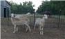 Purebred Katahdin Rams - March 23 for Sale
