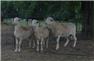 Purebred Katahdin Rams - March 23 for Sale