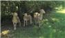 Purebred Katahdin Rams - March 23 for Sale