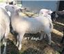 Purebred Katahdin Rams - March 23 for Sale