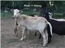 Purebred Katahdin Rams - March 23 for Sale