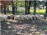 Katahdin Sheep Ram and Ewe Lambs for Sale