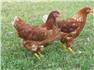Novagen Pullets 17 Weeks Old for Sale