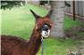 Alpacas for Sale