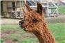 Alpacas for Sale