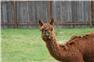 Alpacas for Sale