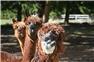 Alpacas for Sale