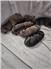 Staffordshire Terrier Puppies Live Stock Guardans/ Farm Guarddogs for Sale