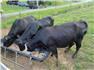 Beef cattle for Sale
