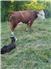 Beef cattle for Sale