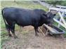Beef cattle for Sale