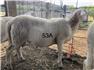 Katahdin rams for Sale