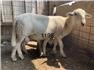 Katahdin rams for Sale