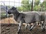 Katahdin rams for Sale