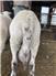 Katahdin rams for Sale