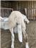 Katahdin rams for Sale