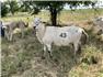 Katahdin breeding rams for Sale