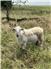 Katahdin breeding rams for Sale