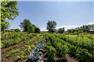 Beautiful Hobby farm - minutes from USA border for Sale