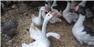 Geese & Ducks for Sale