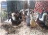 Geese & Ducks for Sale