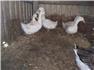 Geese & Ducks for Sale