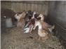 Geese & Ducks for Sale