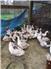 Geese & Ducks for Sale