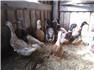Geese & Ducks for Sale