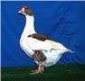 Geese & Ducks for Sale