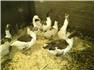 Geese & Ducks for Sale