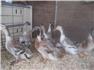 Geese & Ducks for Sale