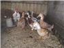 Geese & Ducks for Sale