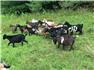 Goats  for Sale