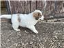 Livestock Guardian Dogs for Sale