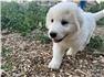 Livestock Guardian Dogs for Sale