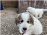 Livestock Guardian Dogs for Sale