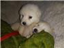 Great pyrenees for Sale