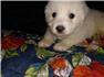 Great pyrenees for Sale