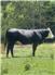 Black Hereford Bull for Sale