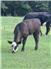 Black Hereford Bull for Sale