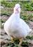 Muscovy Adults and Ducklings for Sale