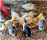 Muscovy Adults and Ducklings for Sale