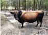 Jersey Breeding Bulls for Sale