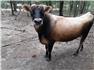 Jersey Breeding Bulls for Sale