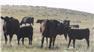 Donahey Cattle Black Angus for Sale