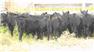 Donahey Cattle for Sale