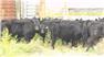 Donahey Cattle for Sale